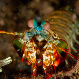 Peacock mantis shrimp facing camera, eyes and raptorial claws, Komodo, Indonesia