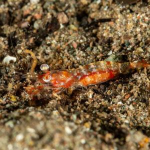 Small red-banded shrimp on dark sand at night, Komodo, Indonesia