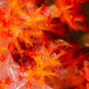 Transparent shrimp hidden in red soft coral, vertical, Komodo, Indonesia
