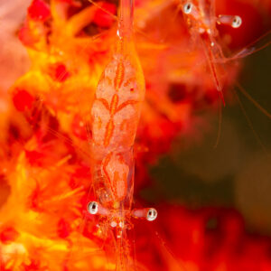 Two transparent shrimps on red soft coral stem, Komodo, Indonesia