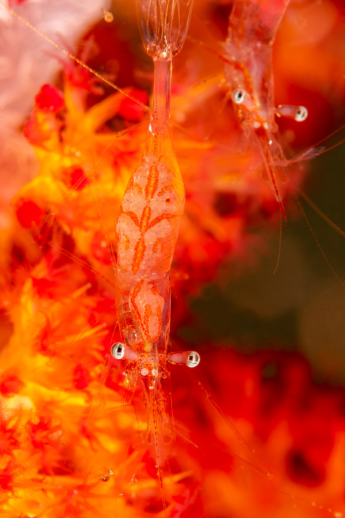 Deux crevettes transparentes sur un tronc de corail mou rouge, Komodo, Indonésie