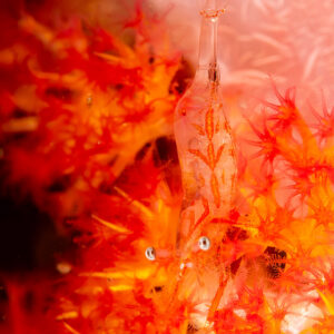 Transparent shrimp among pink and red soft coral polyps, Komodo, Indonesia
