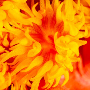 Orange sun coral polyps with tentacles fully extended, Komodo, Indonesia