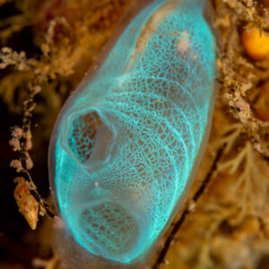 Ascidie bleue translucide au motif de dentelle, Komodo, Indonésie