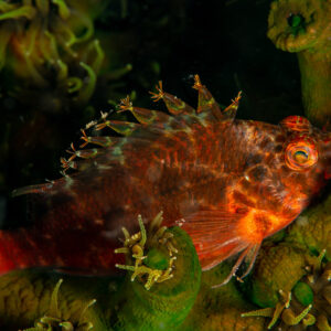 Red pixy hawkfish perched among green cup coral, Komodo, Indonesia