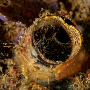 Solitary tunicate siphon wide open, seen from above, Komodo, Indonesia