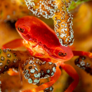 Red guard crab among branching coral, Komodo, Indonesia