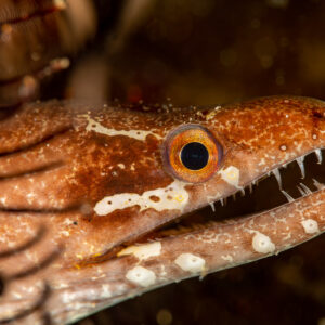 Moray eel head with long toothed jaws and orange eye, Komodo, Indonesia