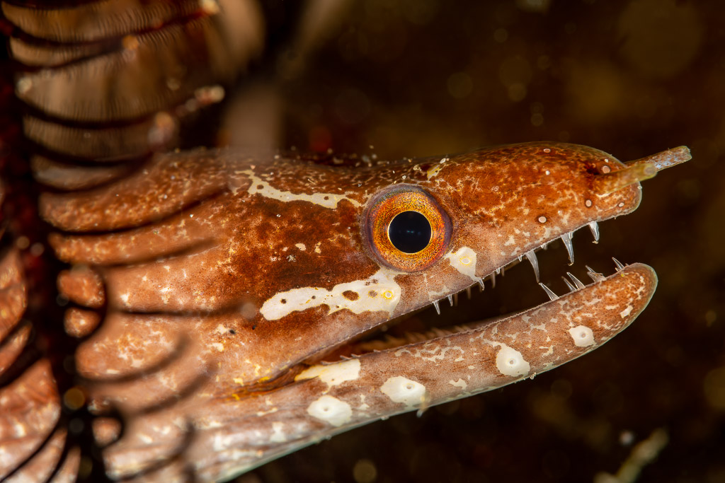Tête de murène aux longues mâchoires dentées et œil orange, Komodo, Indonésie