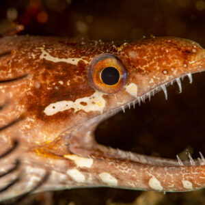 Moray eel with gaping jaws and needle teeth, close profile, Komodo, Indonesia