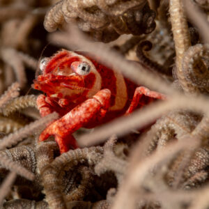 Red and white striped crustacean hiding in basket star arms, Komodo, Indonesia