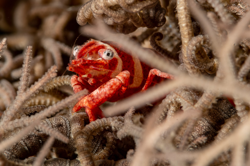 Crustacé rayé rouge et blanc caché dans les bras d’une gorgonocéphale, Komodo, Indonésie