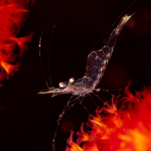 Translucent shrimp on red soft coral against black background, Komodo, Indonesia