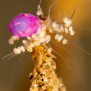 Amphipode rose au sommet d’une éponge entouré de minuscules crustacés, Komodo, Indonésie