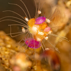 Amphipode rose parmi des crustacés blancs, vue de côté, Komodo, Indonésie