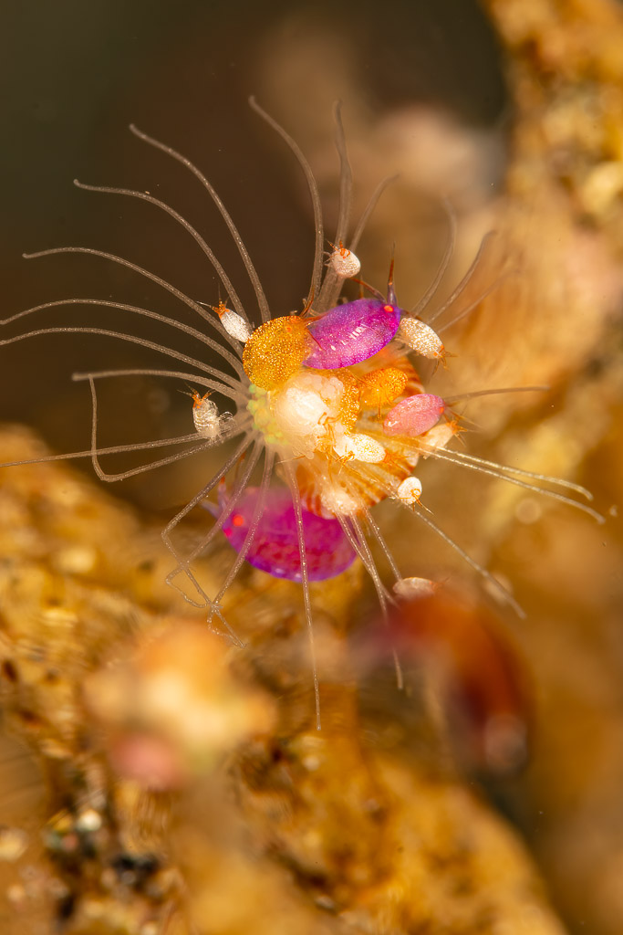 Amphipode rose parmi des crustacés blancs, vue de côté, Komodo, Indonésie