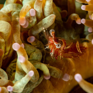 Red-marked commensal shrimp among anemone tentacles, Komodo, Indonesia