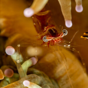 Commensal shrimp deep in anemone tentacles, vertical, Komodo, Indonesia