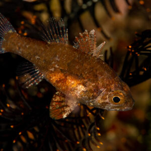 Bronze cardinalfish against dark crinoid arms, Komodo, Indonesia