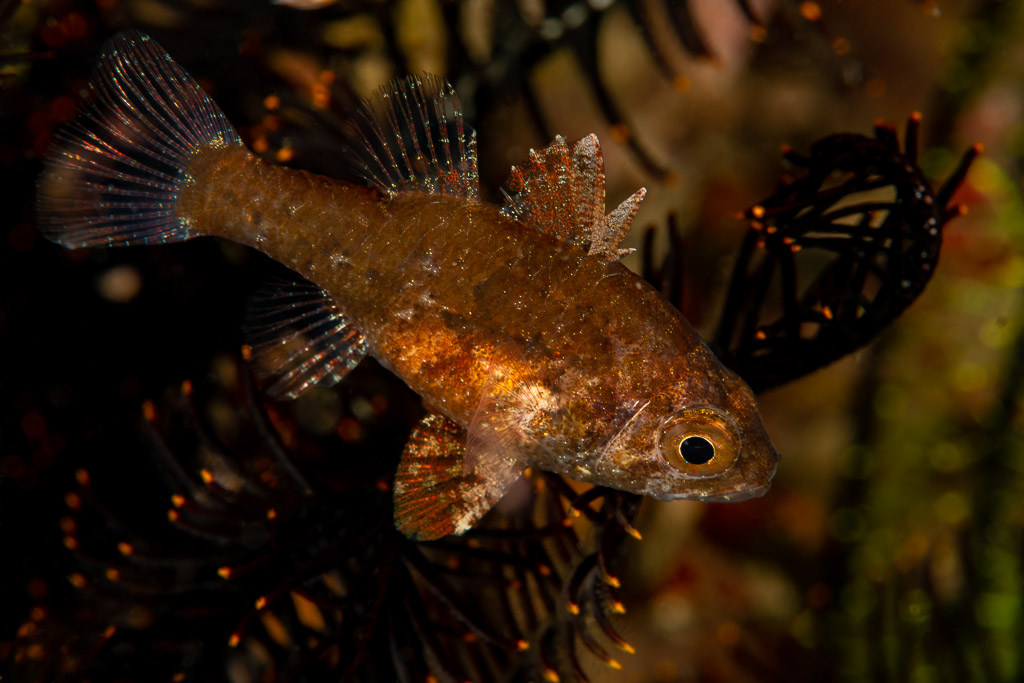 Apogon bronze devant les bras sombres d’une comatule, Komodo, Indonésie