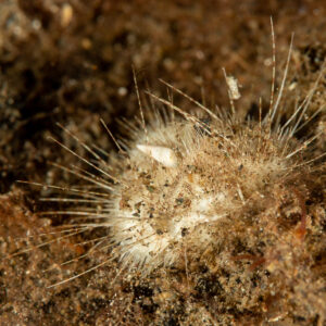 Hairy heart urchin half buried in sand, Komodo, Indonesia