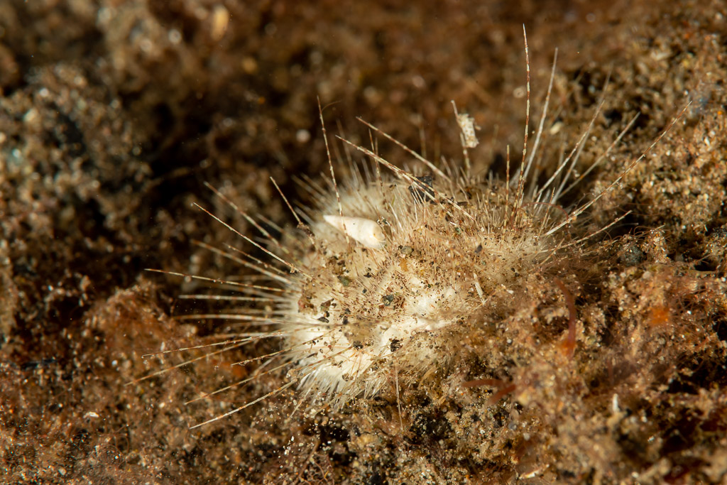 Hairy heart urchin half buried in sand, Komodo, Indonesia
