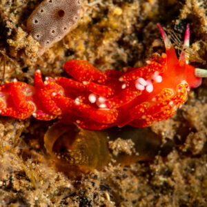 Red aeolid nudibranch with white-tipped cerata on rubble, Komodo, Indonesia