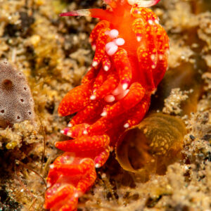 Red aeolid nudibranch crawling, vertical framing, Komodo, Indonesia