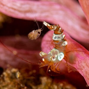 Squat shrimp on pink anemone tentacles, Komodo, Indonesia