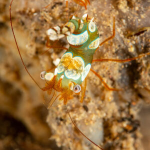 Squat shrimp with tail raised on reef, vertical, Komodo, Indonesia