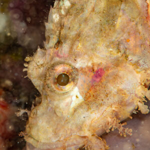 Pale tasseled scorpionfish head, vertical portrait, Komodo, Indonesia