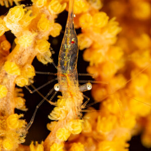 Translucent shrimp on yellow gorgonian polyps, Komodo, Indonesia