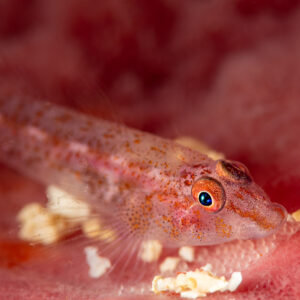 Ghost goby resting on red sponge, Komodo, Indonesia