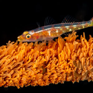 Large whip goby on orange whip coral against black background, Komodo, Indonesia