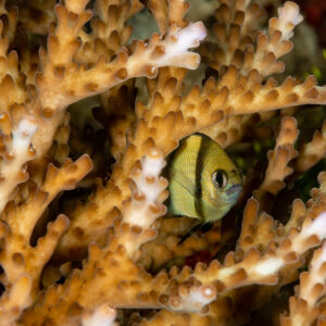 Reticulated dascyllus sheltering in branching coral, Komodo, Indonesia