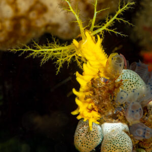 Yellow sea cucumber with branched tentacles on tunicates, Komodo, Indonesia