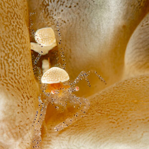 Two egg shell shrimps on bubble coral, vertical, Komodo, Indonesia