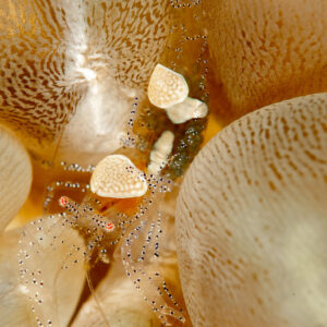Egg shell shrimp pair between bubble coral vesicles, Komodo, Indonesia