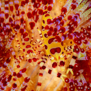 Pair of Coleman shrimps among fire urchin spines, Komodo, Indonesia