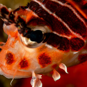 Juvenile spotfin lionfish head with tentacles, close-up, Komodo, Indonesia