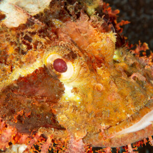Camouflaged tasseled scorpionfish face on reef, Komodo, Indonesia