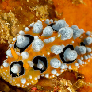 Ocellate phyllidia nudibranch on orange sponge, Komodo, Indonesia