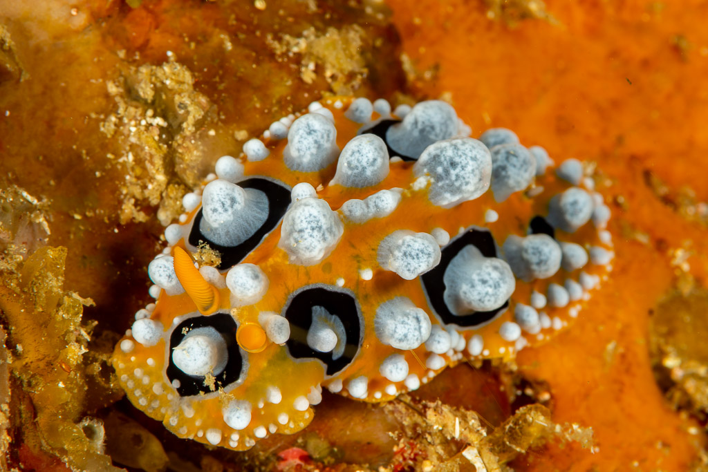 Phyllidie ocellée sur une éponge orange, Komodo, Indonésie