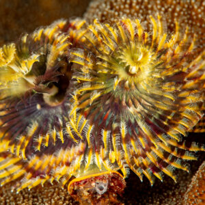 Pair of yellow Christmas tree worm spirals on coral, Komodo, Indonesia
