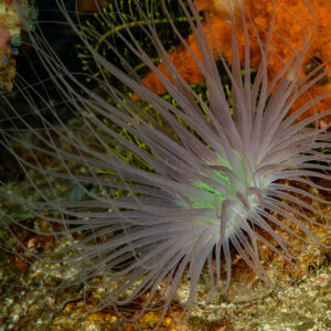 Tube-dwelling anemone with long tentacles in reef crevice, Komodo, Indonesia