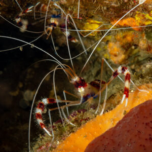 Banded coral shrimp pair under ledge, vertical, Komodo, Indonesia