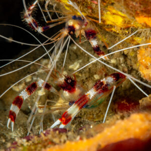 Banded coral shrimps with long white antennae, tighter view, Komodo, Indonesia