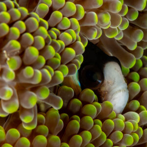 Anemonefish face peeking through green-tipped anemone tentacles, Komodo, Indonesia