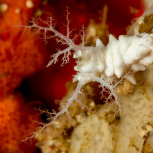 White sea cucumber with branched tentacles on orange sponge, Komodo, Indonesia