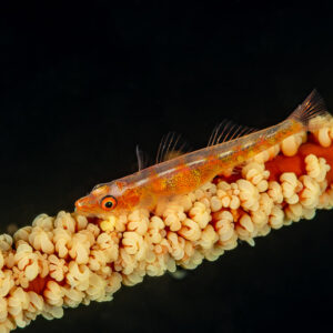 Whip goby on whip coral against black background, Komodo, Indonesia